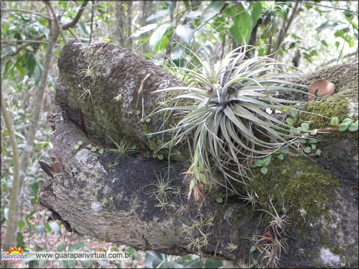 Planta crescendo sobre um tronco coberto de musgo no Parque Paulo C&eacute;sar Vinha