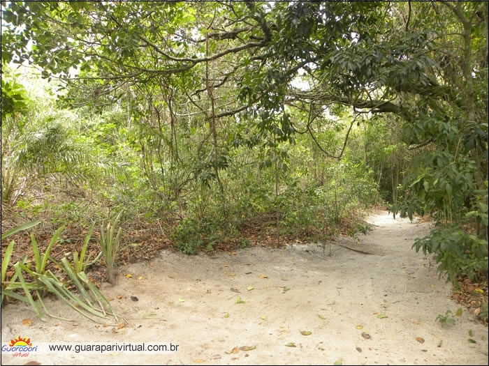 Trilha de areia entre a vegeta&ccedil;&atilde;o de restinga no Parque Estadual Paulo C&eacute;sar Vinha